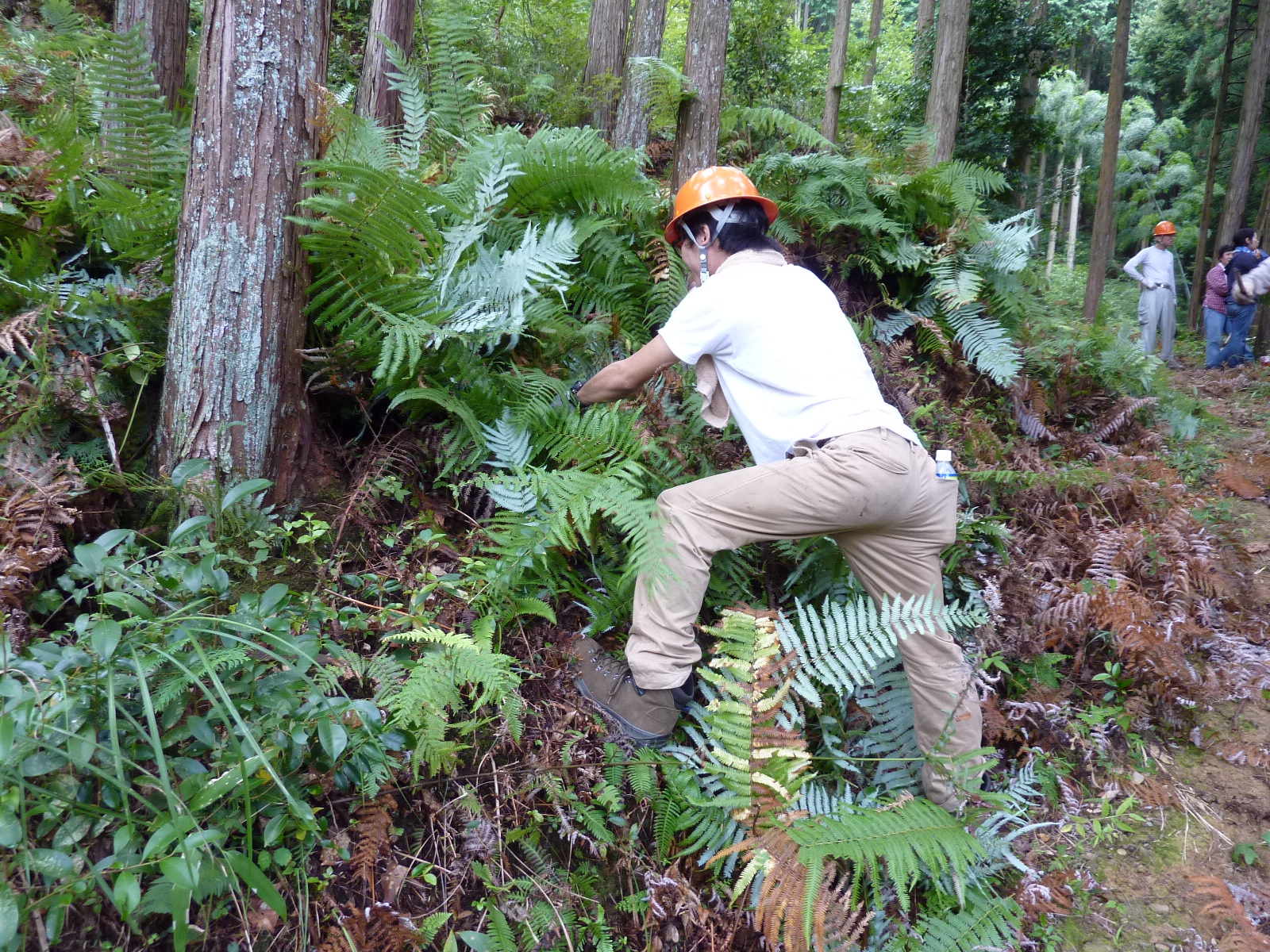 家具職人　山林活動