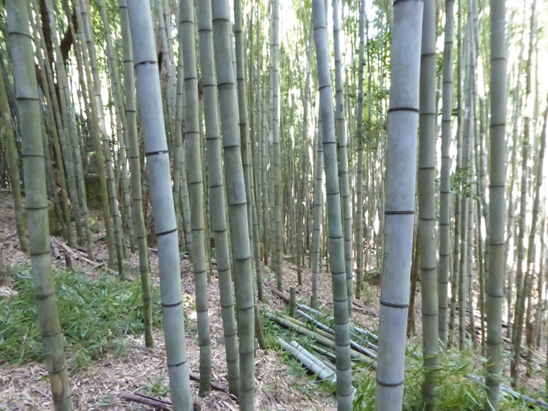 ミョウガ畑　注文家具