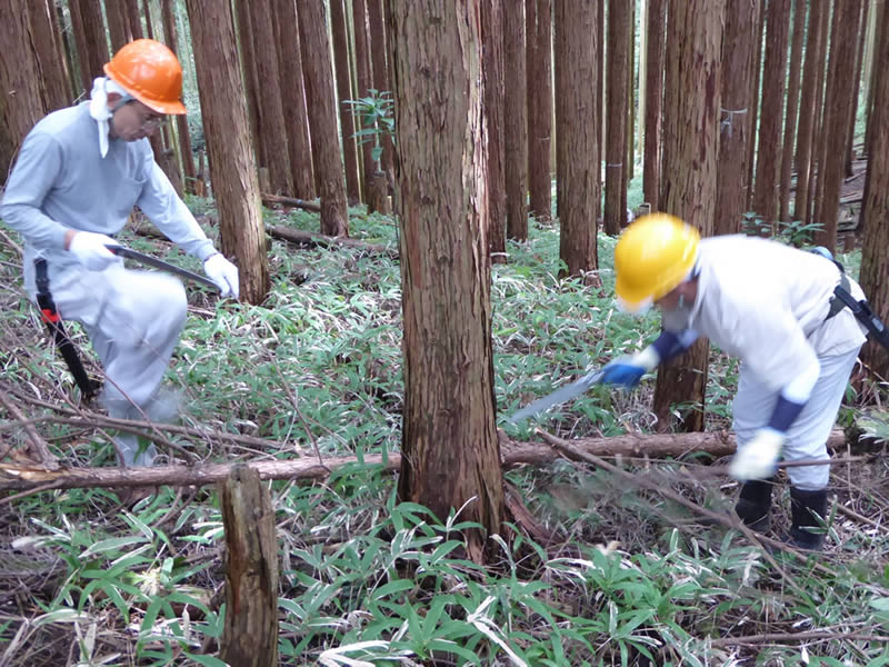 枝払い　木製什器