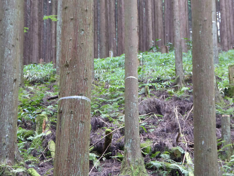 白くマーキングされたヒノキ　現場施工