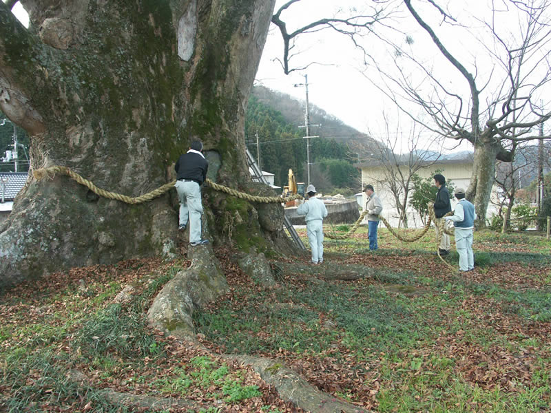 オーダー家具 しめ縄を太い幹に巻きつけていく作業