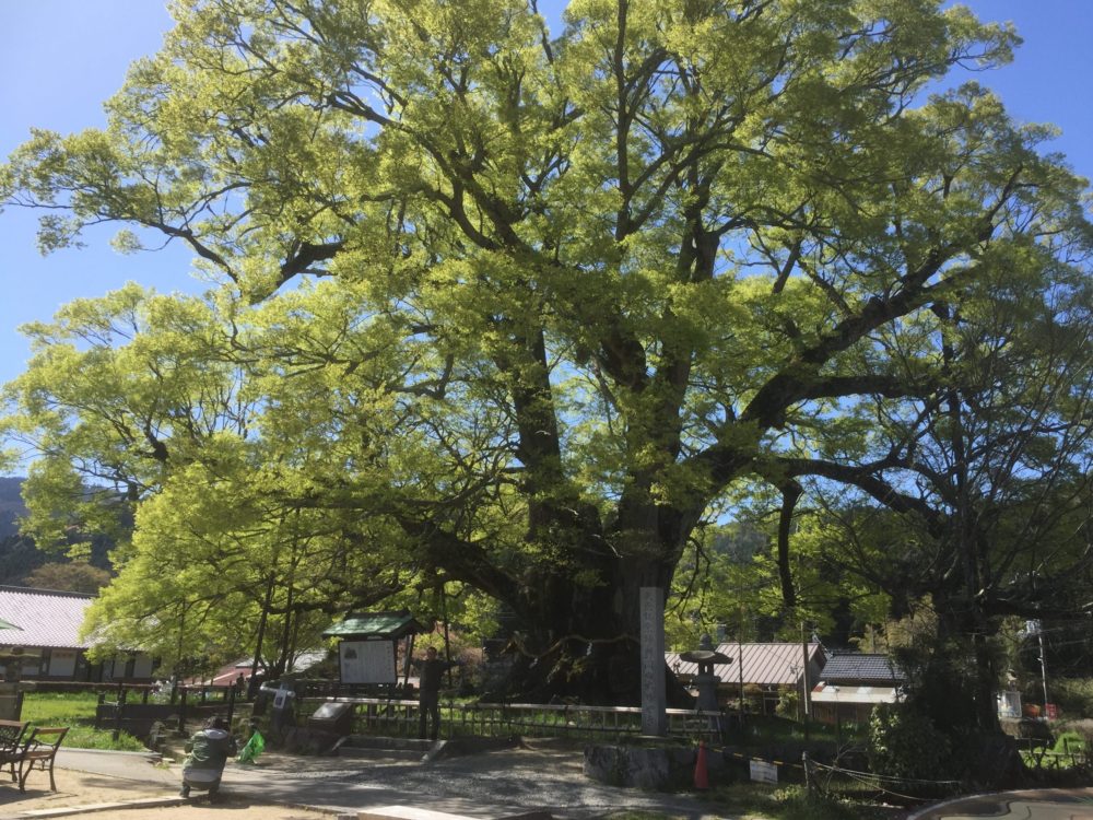 野間の大ケヤキ