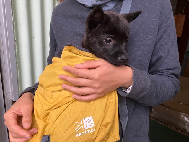 大阪の家具屋 保護犬
