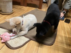 新入社員 家具屋のワンコ