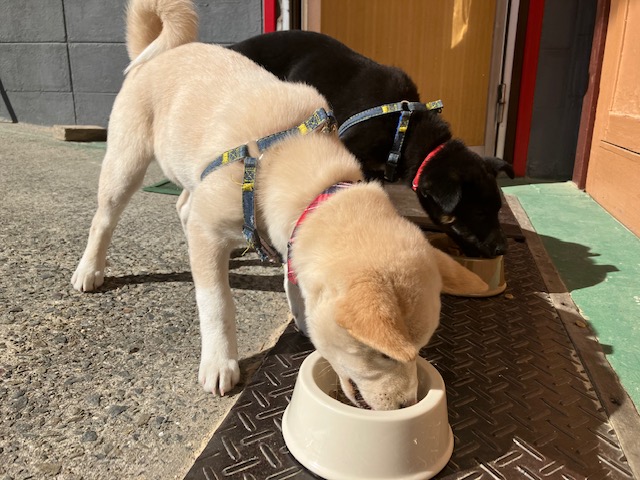 社会・環境への取り組み 保護犬