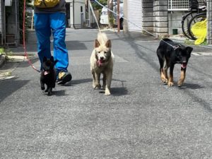 家具　保護犬