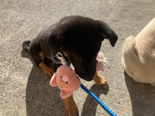社会・環境への取り組み 保護犬