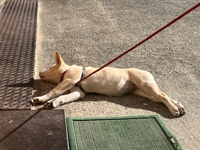社会・環境への取り組み 保護犬