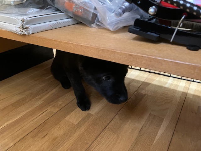 小さな保護犬 大阪の家具屋