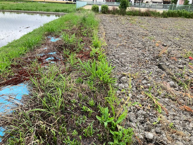 田畑 畔