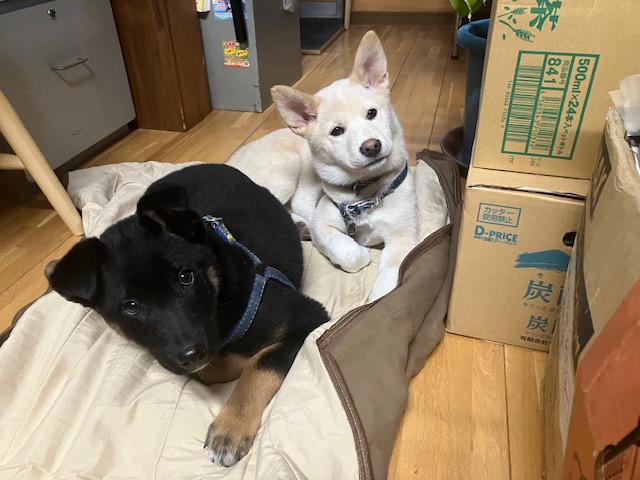 社会・環境への取り組み 保護犬