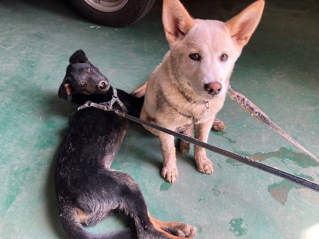 犬も泥遊びが大好き