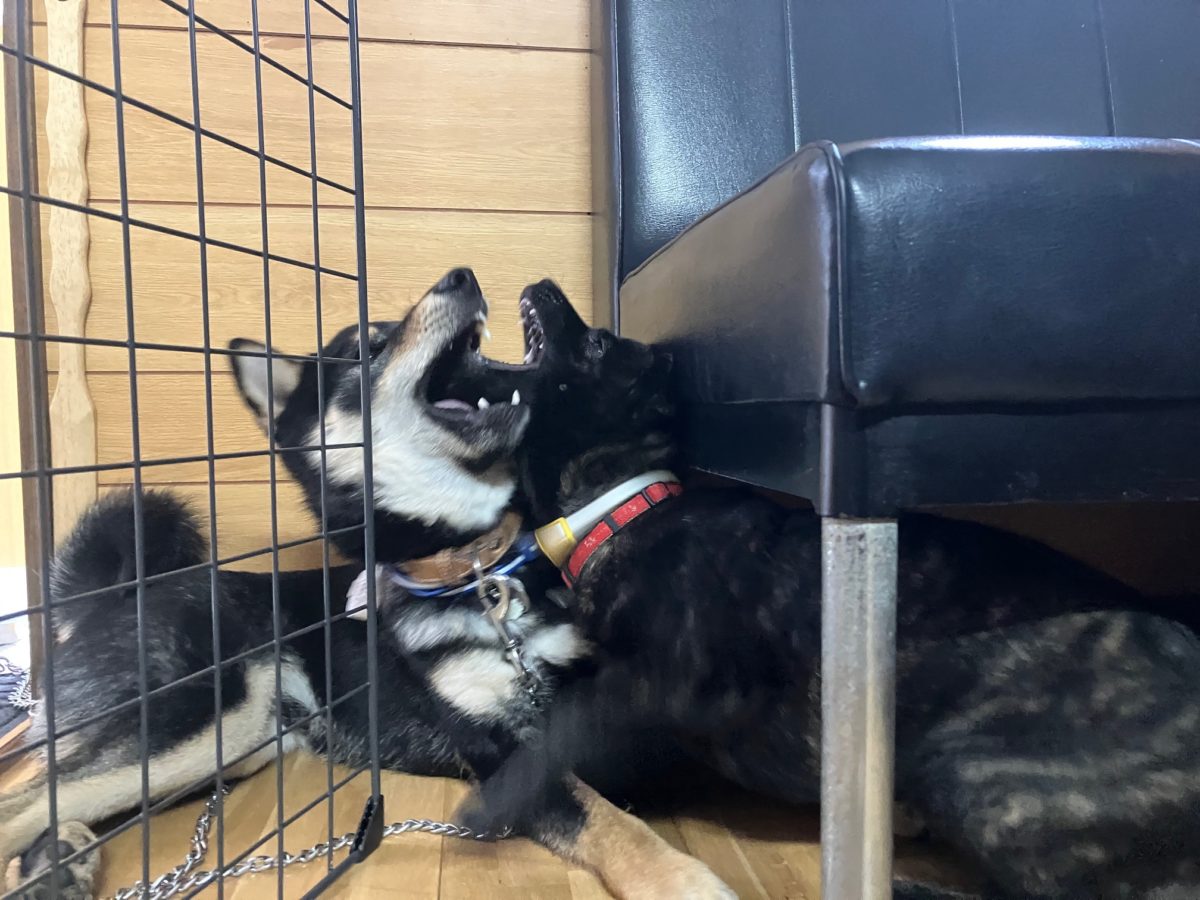 ワンプロ 保護犬