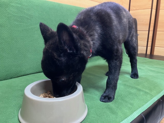 家具製造 保護犬