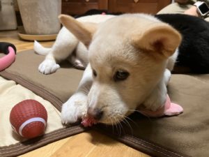 シロ 家具屋の番犬