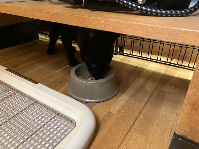 保護犬 甲斐犬