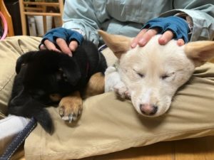 社会・環境への取り組み　保護犬