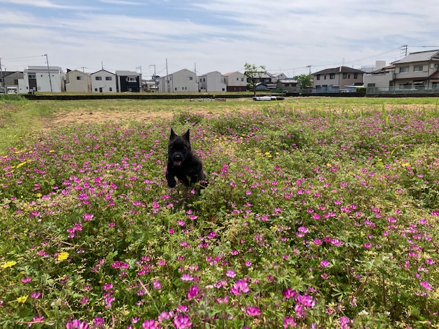 レンゲ畑で遊ぶ保護犬カイちゃん