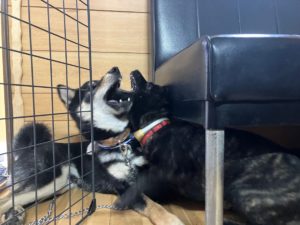 ワンプロ　保護犬