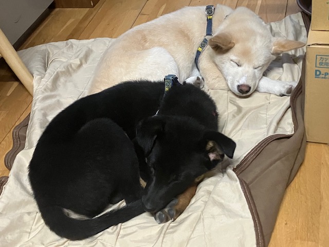 社会・環境への取り組み 保護犬