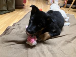クロ 家具屋の番犬