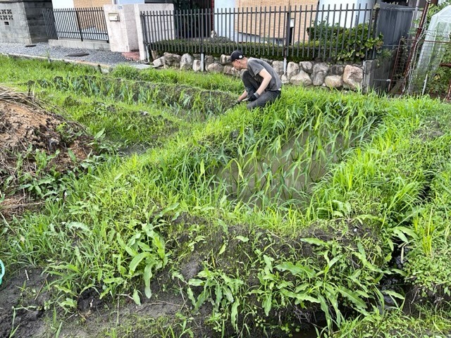 クワイ畑 雑草取り