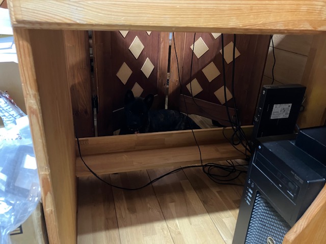 家具屋の保護犬