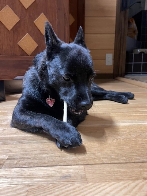保護犬
