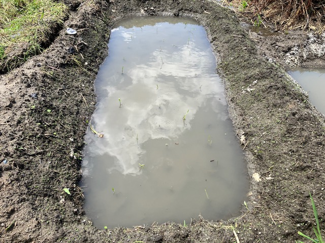 水のたまったクワイ池