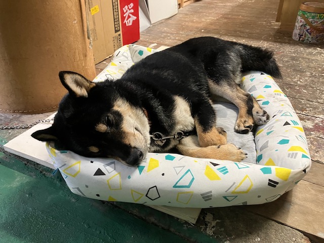 オーダー家具製造会社の看板犬