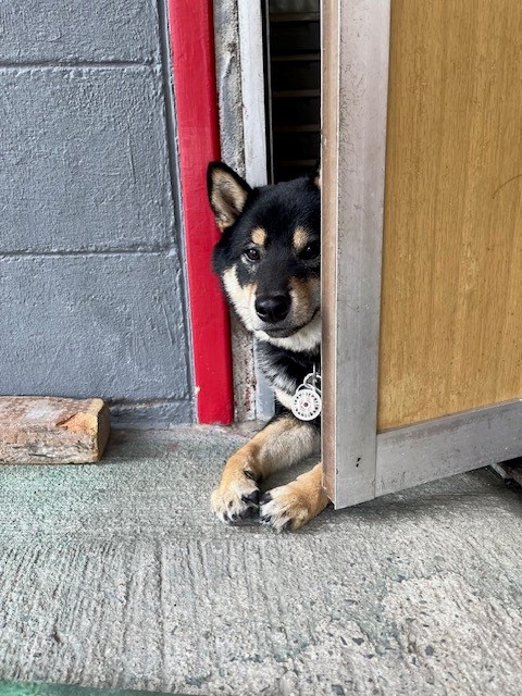 保護犬