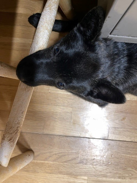 家具屋 保護犬