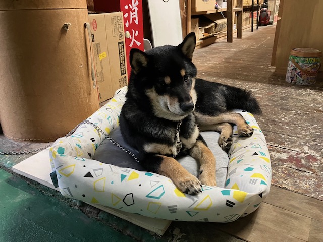 家具屋の看板犬