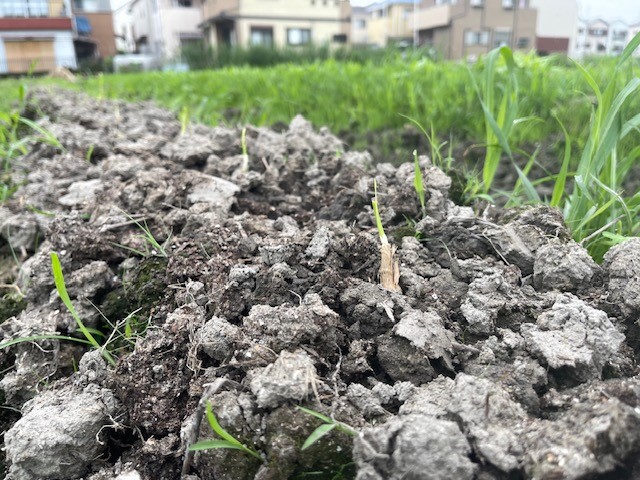 にら 植え付け