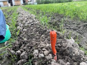 にら　植え付け