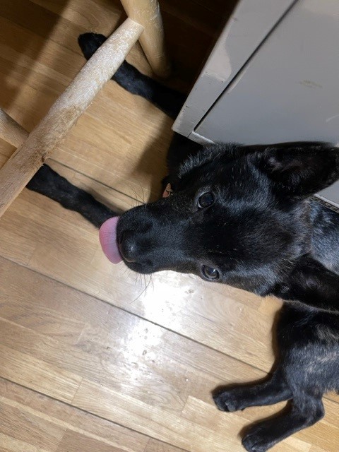 保護犬