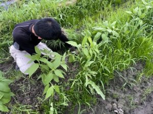 菊芋　植え付け　大阪のオーダー家具屋