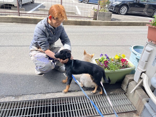 オーダー家具屋 元保護犬