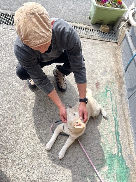 オーダー家具屋 元保護犬